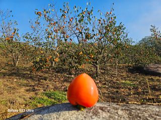 윤권진님의 감 · 영농일지 작성글 사진