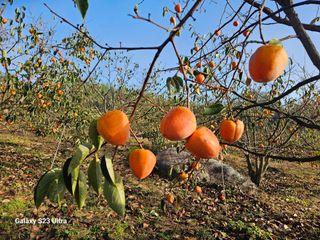 윤권진님의 감 · 영농일지 작성글 사진