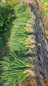 팜모닝 파·영농일지 게시글 이미지