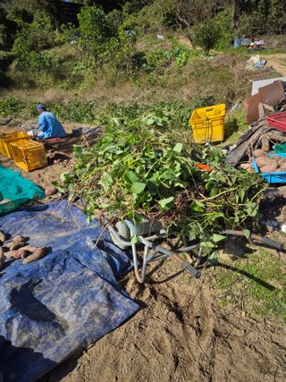 봉림동 태진농장님의 자유주제 · 자유게시판 작성글 사진