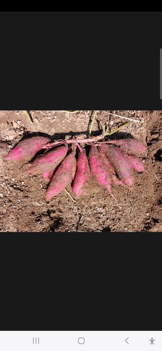 봉림동 태진농장님의 자유주제 · 자유게시판 작성글 사진