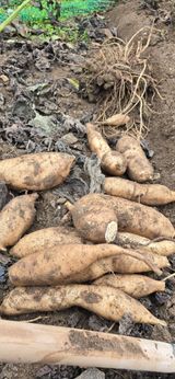 팜모닝 기타작물·영농일지 게시글 이미지