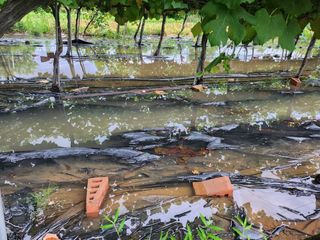백화산지킴이산야초님의 농사를 망친 작은 실수들 · 참여글 작성글 사진