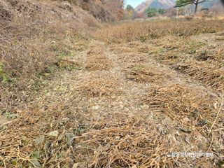 황둔얼렁뚱땅체리농부님의 자유주제 · 자유게시판 작성글 사진