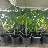 팜모닝 자유주제·자유게시판 게시글 이미지