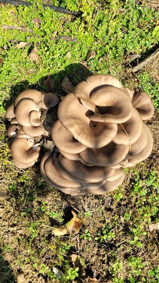 황두환화니농원사과님의 자유주제 · 사진전 작성글 사진