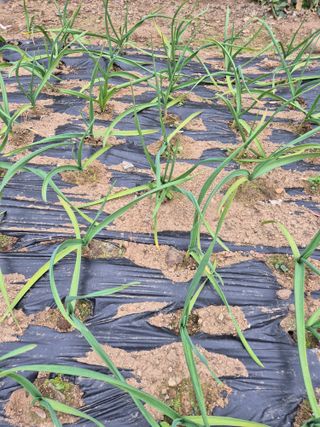 갈담리님의 마늘 · 병해충상담 작성글 사진