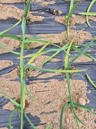 갈담리님의 마늘 · 병해충상담 작성글 사진