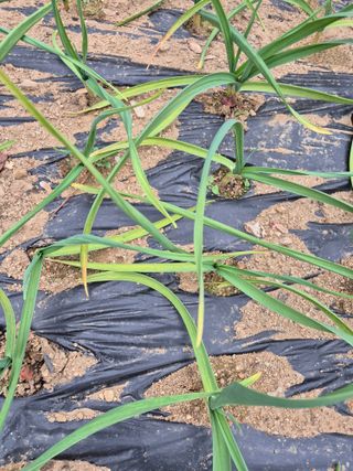 갈담리님의 마늘 · 병해충상담 작성글 사진