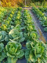 팜모닝 배추·영농일지 게시글 이미지