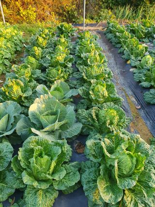 평강님의 배추 · 영농일지 작성글 사진