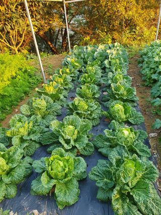 평강님의 배추 · 영농일지 작성글 사진