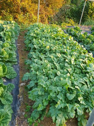 평강님의 배추 · 영농일지 작성글 사진