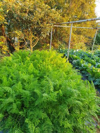 평강님의 배추 · 영농일지 작성글 사진