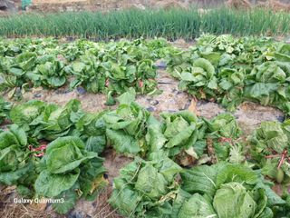 이창우님의 자유주제 · 자유게시판 작성글 사진