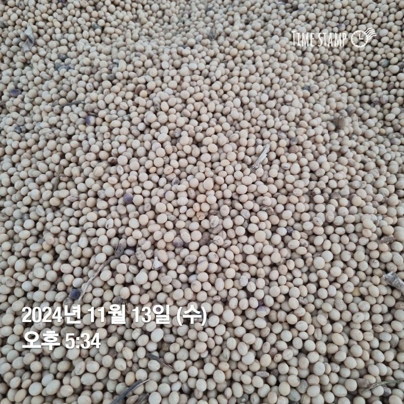 민들레님의 장터 판매 상품 [메주콩 (마지막 남음) 완판] 첨부 사진