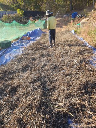 안씨농원님의 자유주제 · 자유게시판 작성글 사진