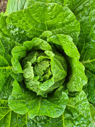 김상진님의 자유주제 · 자유게시판 작성글 사진