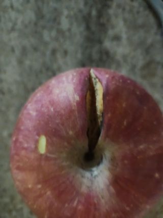 띵코님의 사과 · 병해충상담 작성글 사진