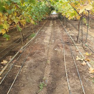 남은현님의 포도 · 영농일지 작성글 사진