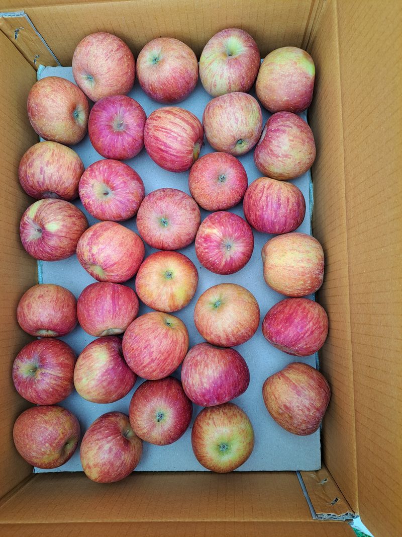 박수정님의 장터 판매 상품 [못난이중.대과4.5키로] 첨부 사진