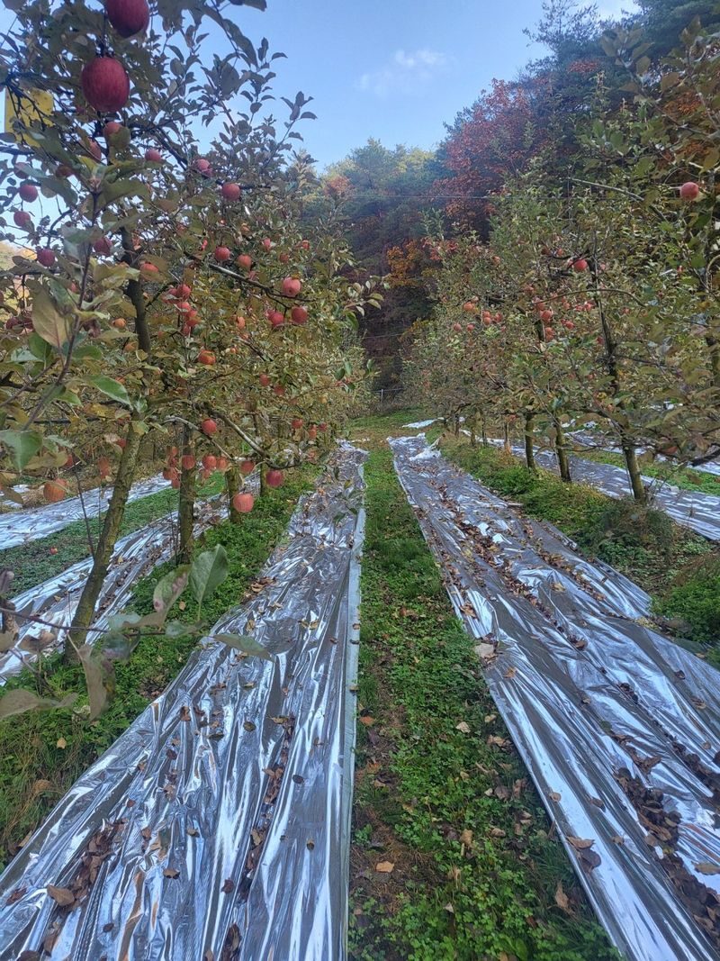 박수정님의 장터 판매 상품 [못난이중.대과4.5키로] 첨부 사진