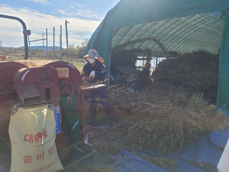 이은호님의 장터 판매 상품 [검정콩(귀족서리태) - 토종납작] 첨부 사진