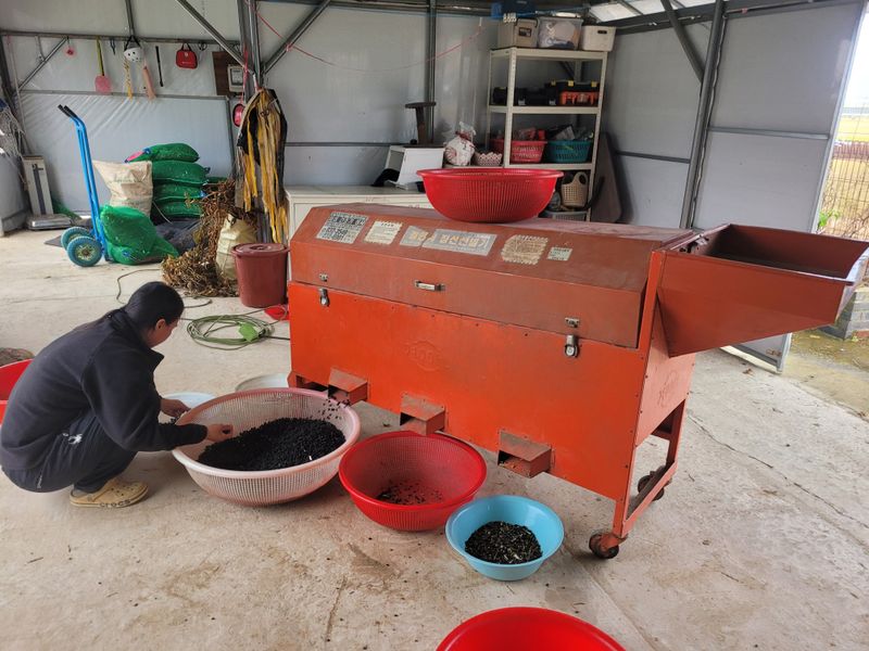 이은호님의 장터 판매 상품 [검정콩(귀족서리태) - 토종납작] 첨부 사진