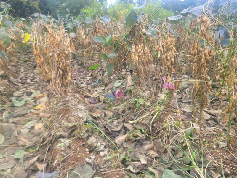 이은호님의 장터 판매 상품 [검정콩(귀족서리태) - 토종납작] 첨부 사진