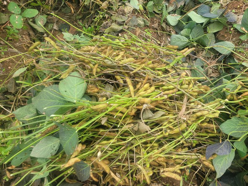 이은호님의 장터 판매 상품 [검정콩(귀족서리태) - 토종납작] 첨부 사진