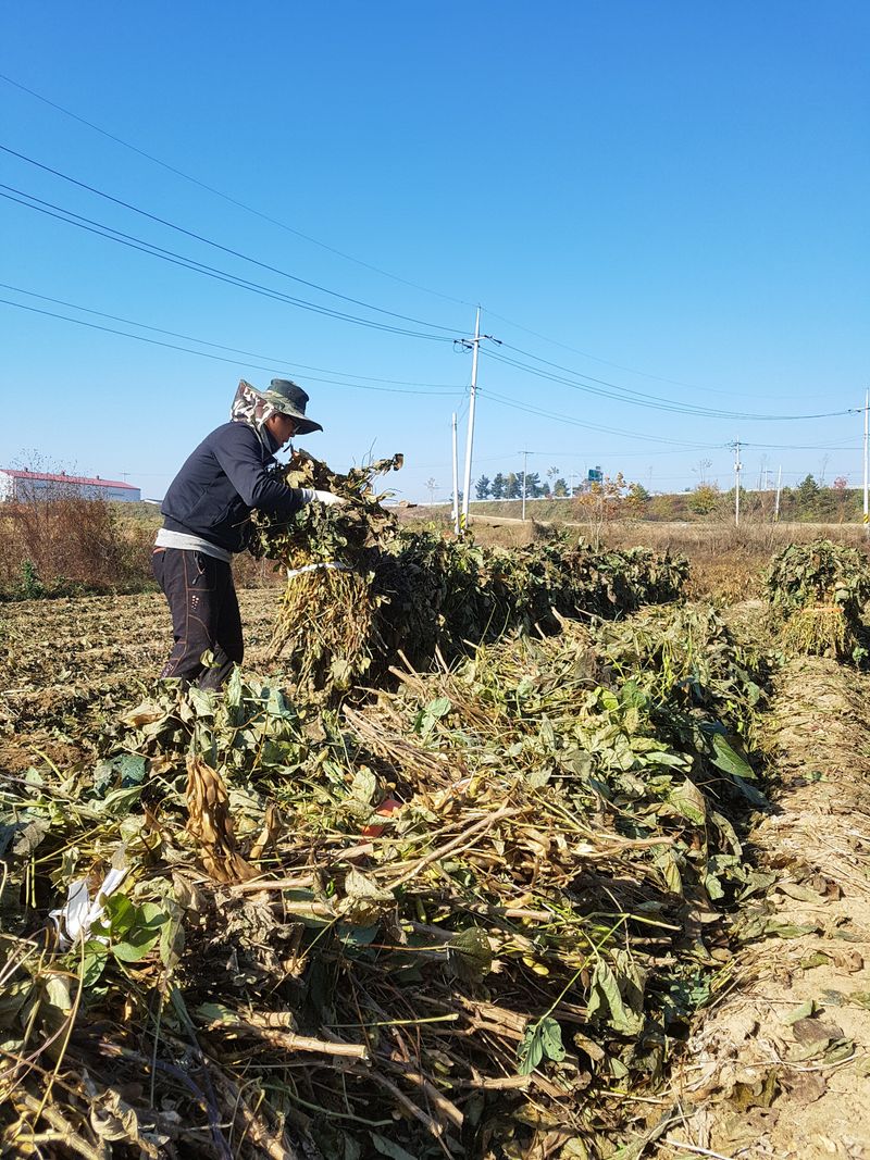 이은호님의 장터 판매 상품 [검정콩(귀족서리태) - 토종납작] 첨부 사진