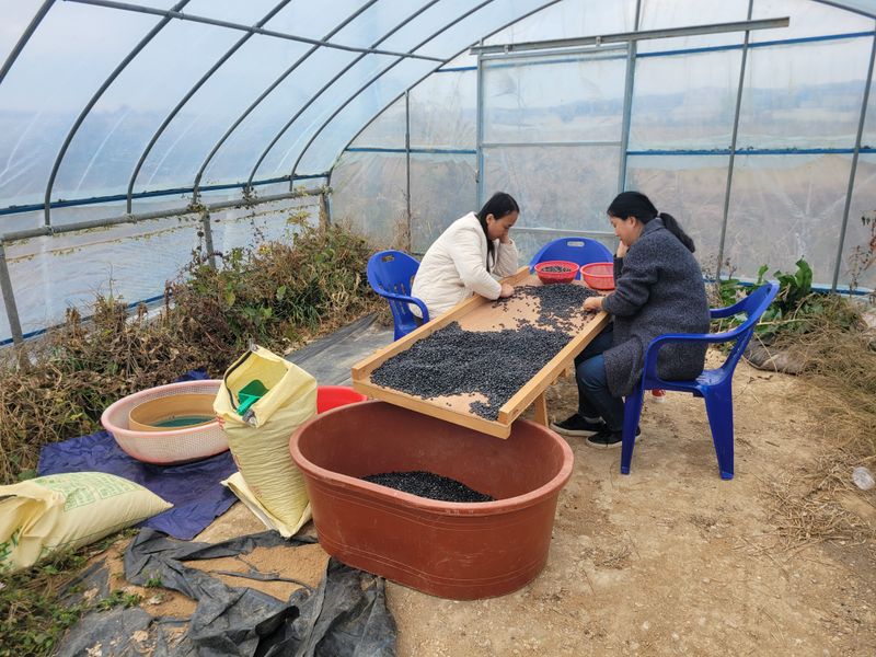 이은호님의 장터 판매 상품 [검정콩(귀족서리태) - 토종납작] 첨부 사진