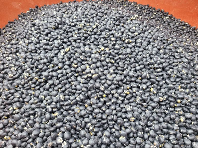 이은호님의 장터 판매 상품 [검정콩(귀족서리태) - 토종납작] 첨부 사진