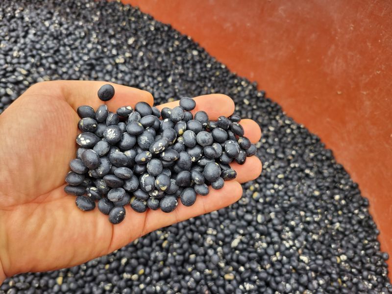 장터 상품 [검정콩(귀족서리태) - 토종납작] 썸네일