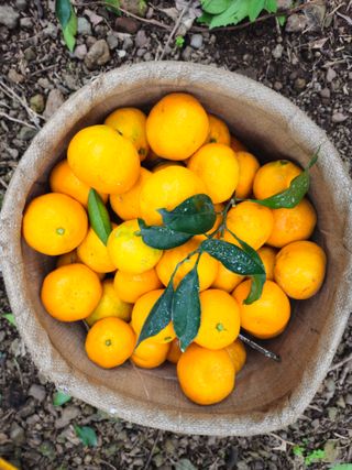 새달귤농장님의 작성글 사진