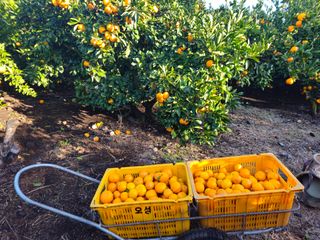 새달귤농장님의 작성글 사진