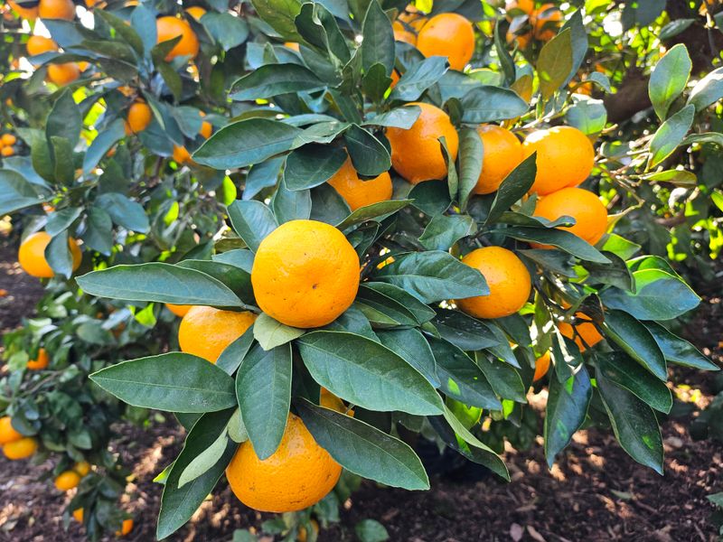 새달귤농장님의 장터 판매 상품 [ 꿀당도 귤 5키로] 첨부 사진