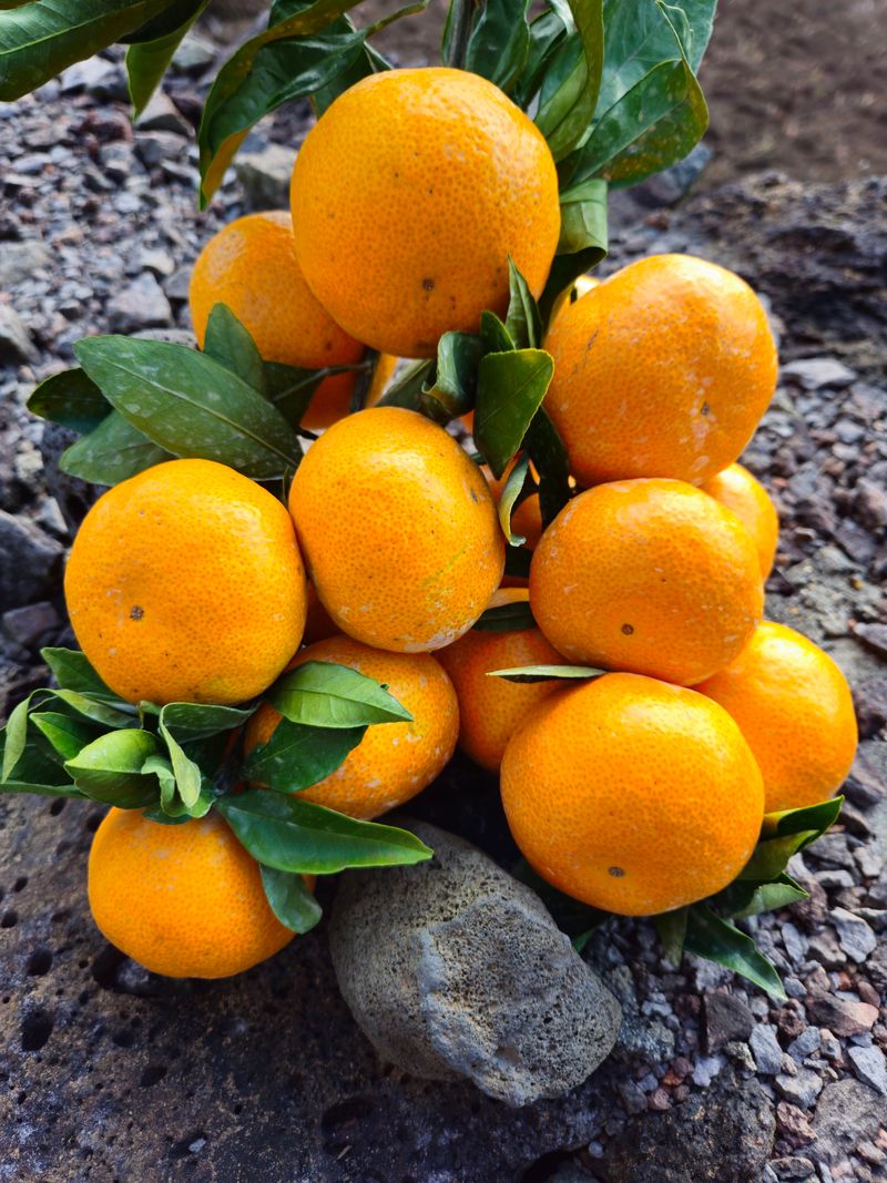 새달귤농장님의 장터 판매 상품 [ 꿀당도 귤 5키로] 첨부 사진