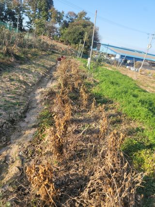 황금알대박농원!님의 자유주제 · 자유게시판 작성글 사진