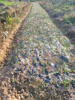 황금알대박농원!님의 자유주제 · 자유게시판 작성글 사진