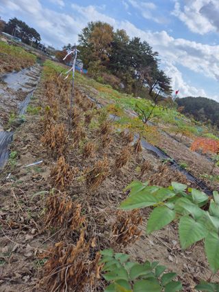 김숙향님의 자유주제 · 자유게시판 작성글 사진