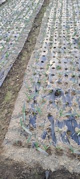 팜모닝 마늘·영농일지 게시글 이미지