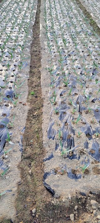 박정희 님의 마늘 · 영농일지 작성글 사진