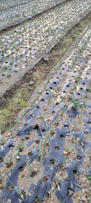 박정희 님의 마늘 · 영농일지 작성글 사진