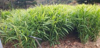 다코님의 블루베리 · 영농일지 작성글 사진