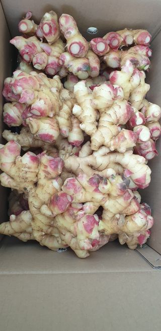 다코님의 블루베리 · 영농일지 작성글 사진