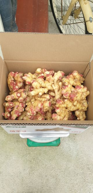 다코님의 블루베리 · 영농일지 작성글 사진