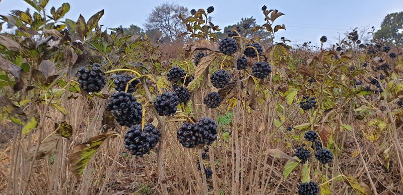 장터 상품 [가시 오가피 열매] 썸네일