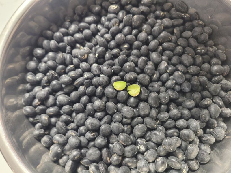 이은호님의 장터 판매 상품 [2024년 새바람서리태 판매] 첨부 사진