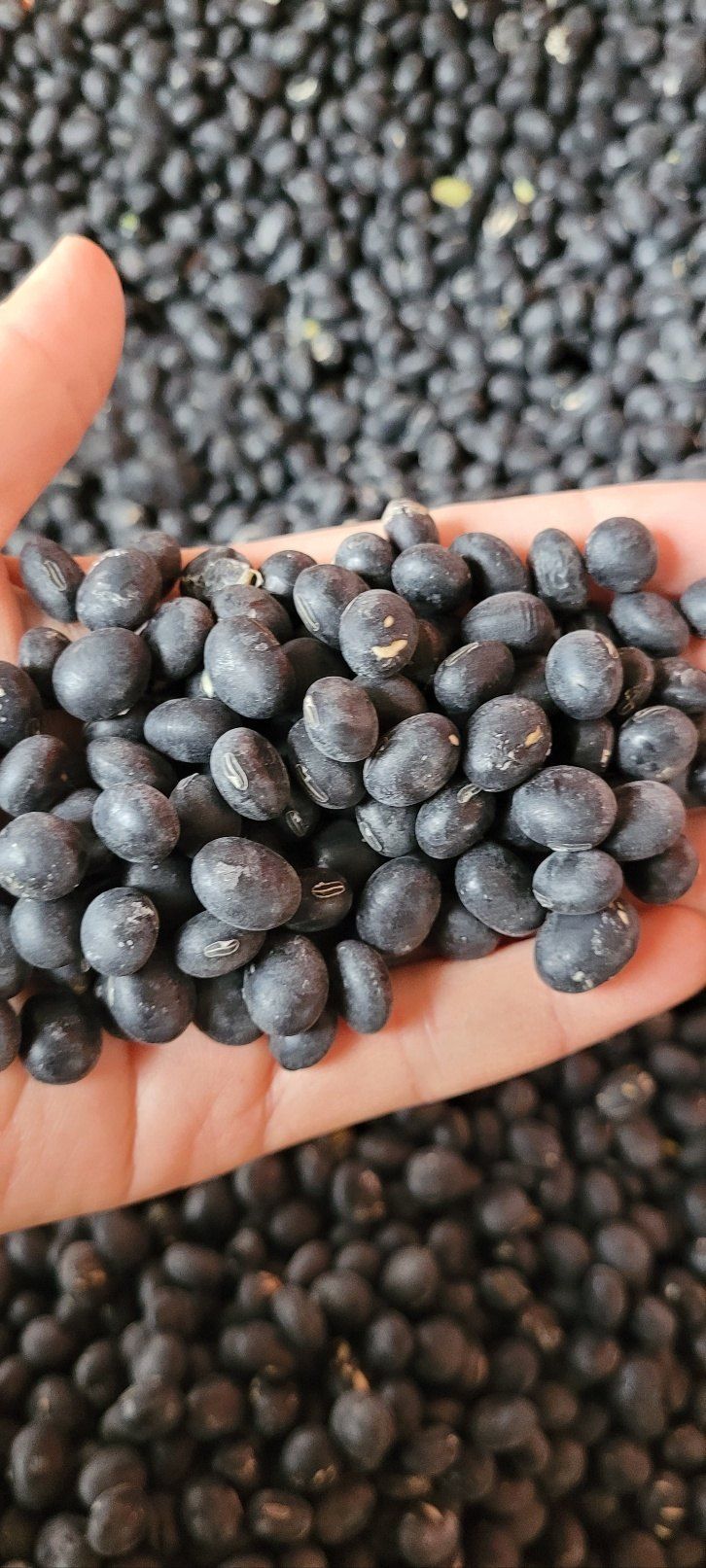 이은호님의 장터 판매 상품 [2024년 새바람서리태 판매] 첨부 사진